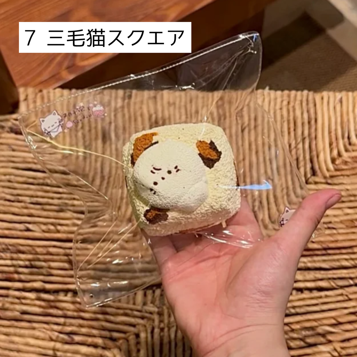 【Sleep Tight】7三毛猫スクエア